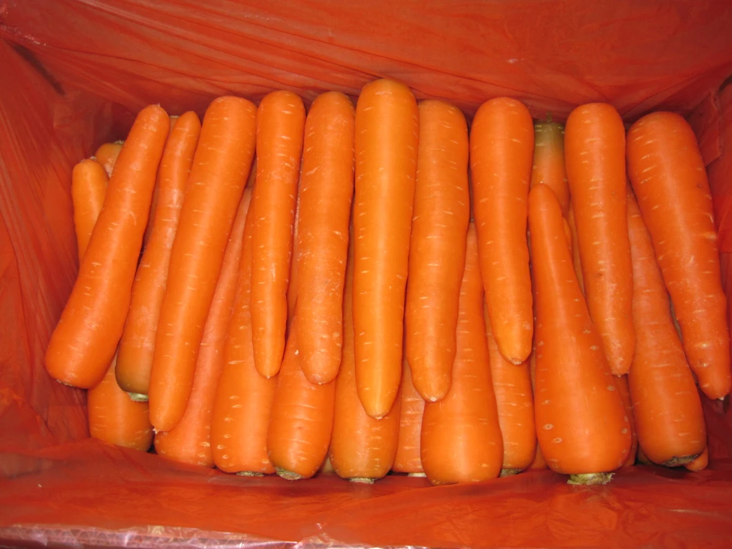 Good Quality Fresh Carrot Chinese Carrot