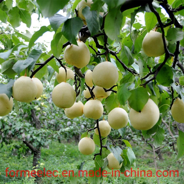 Fruit Pear Chinese Pear White Pear Hebei Ya Pear