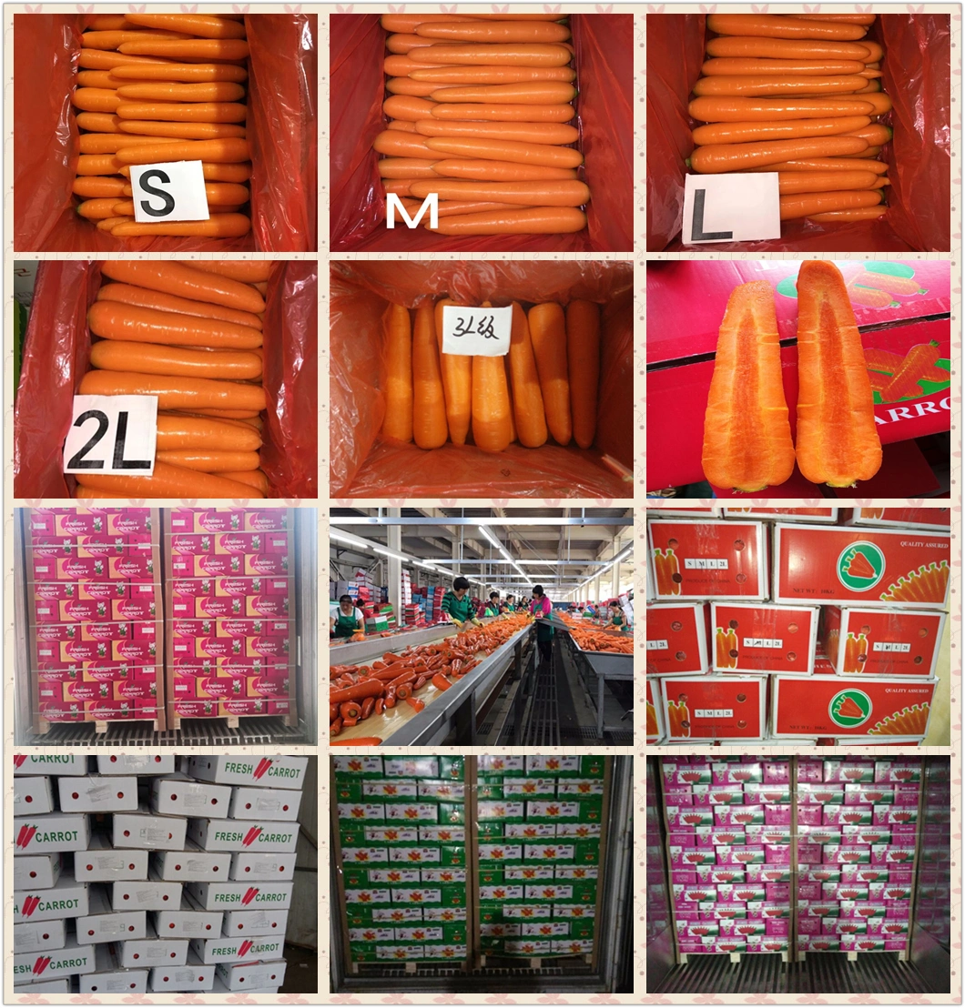 China New Crop Tasty Sweet Carrot Fresh Red Carrot