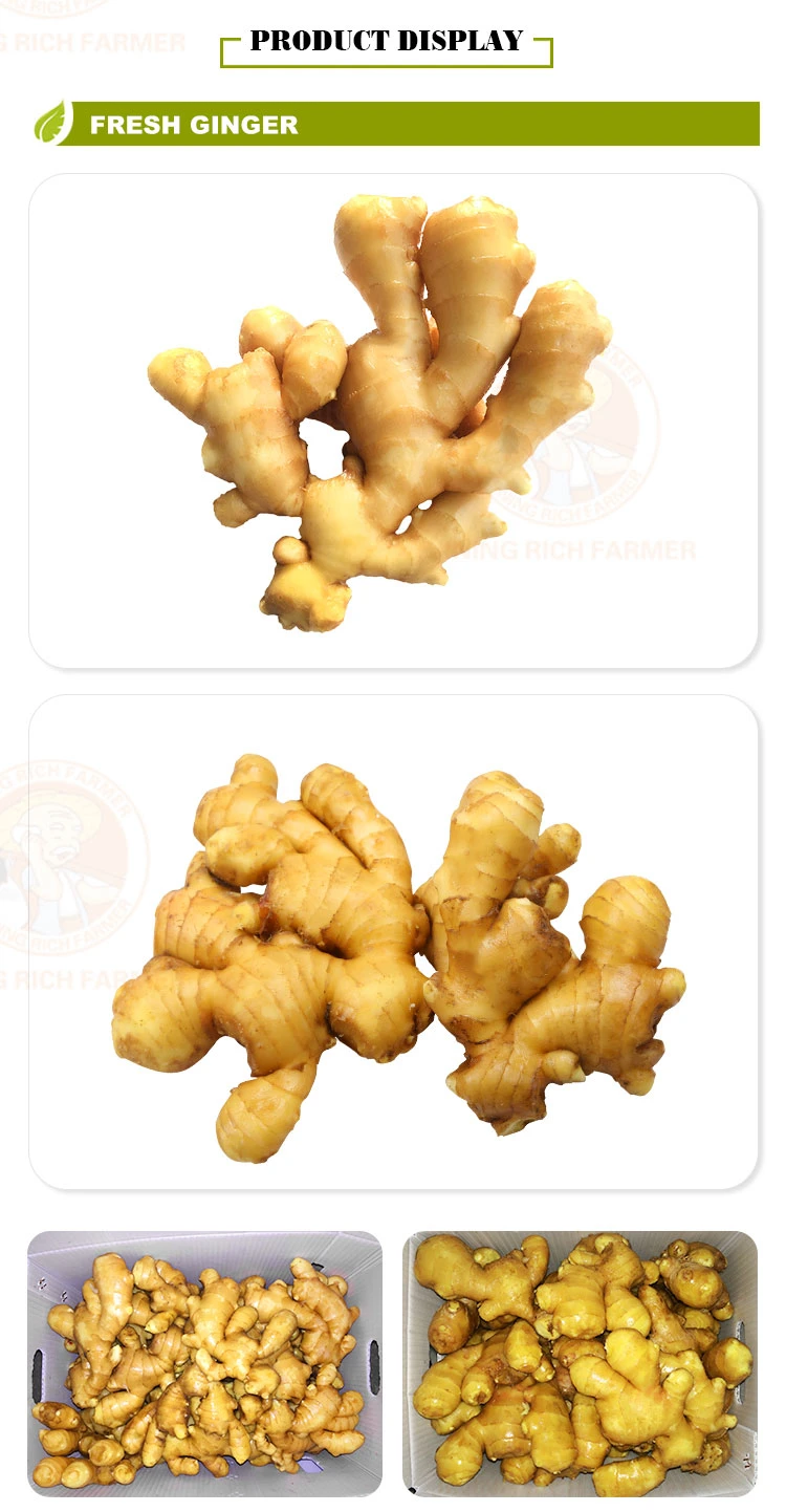 2022 New Crop High Quality Chinese Fresh Ginger for Sale