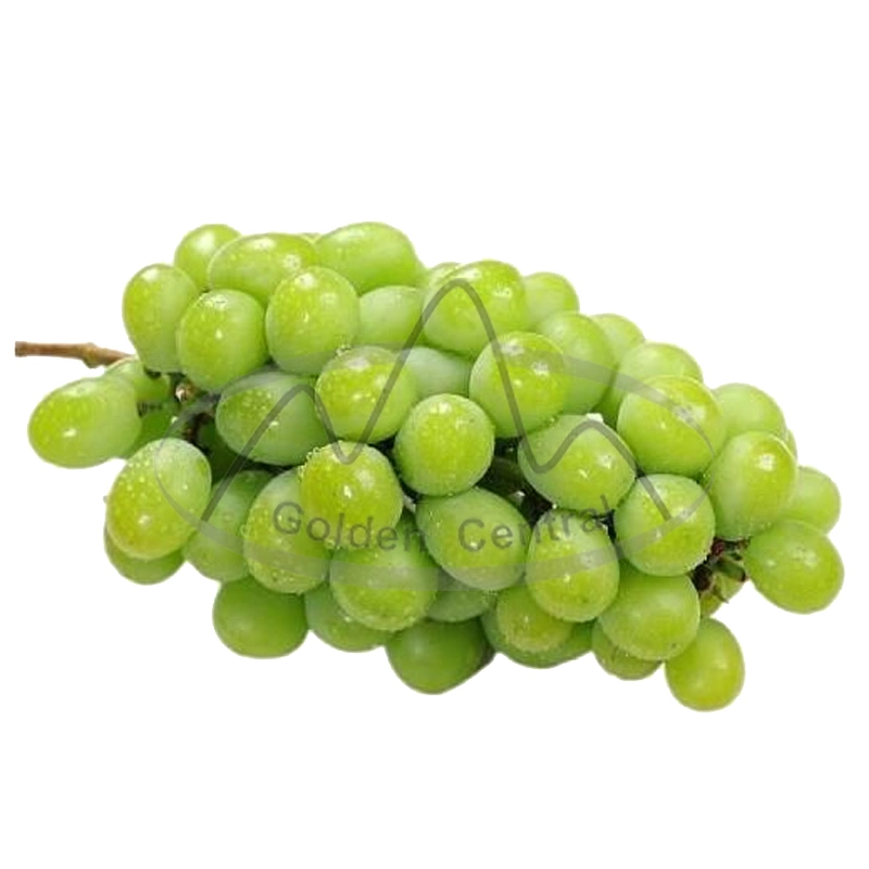 Wholesale 100% Natural Sunshine Fresh Green Grapes