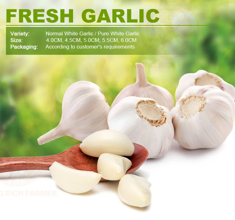 New Crop Fresh Vegetable Normal White Purple Garlic with High Quality