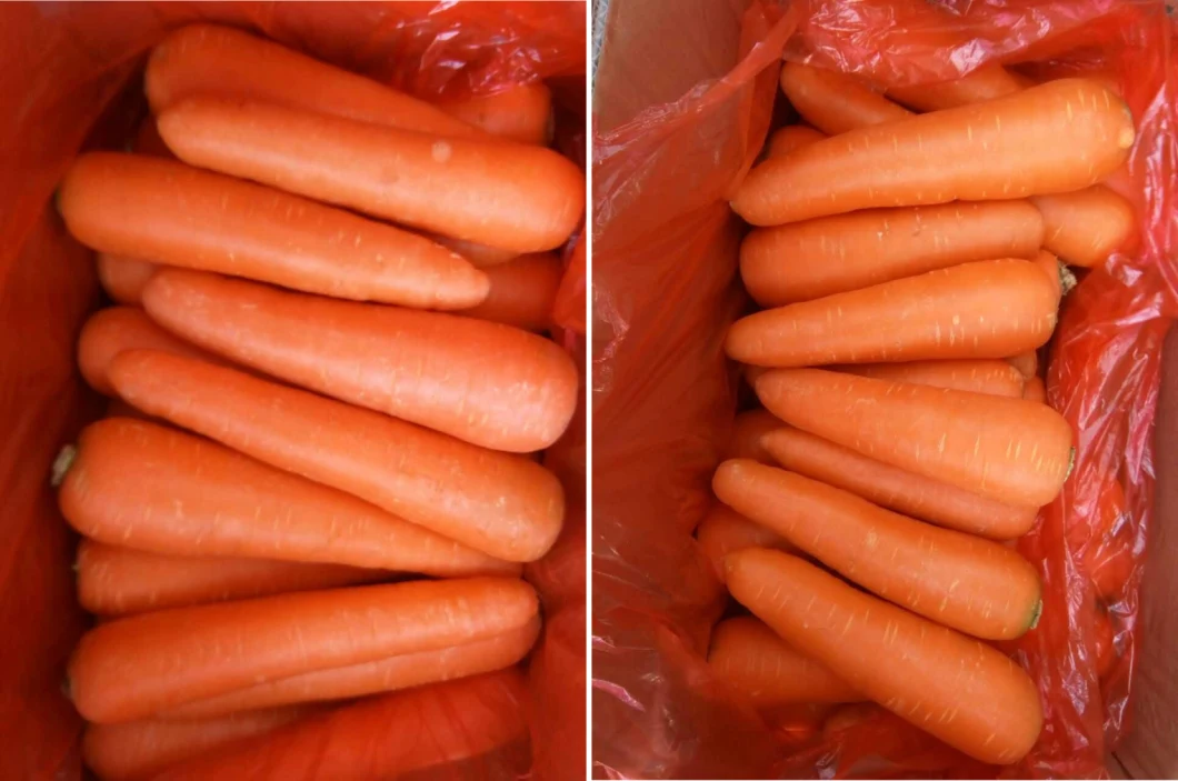 Fresh Carrot, Carrot High Quality