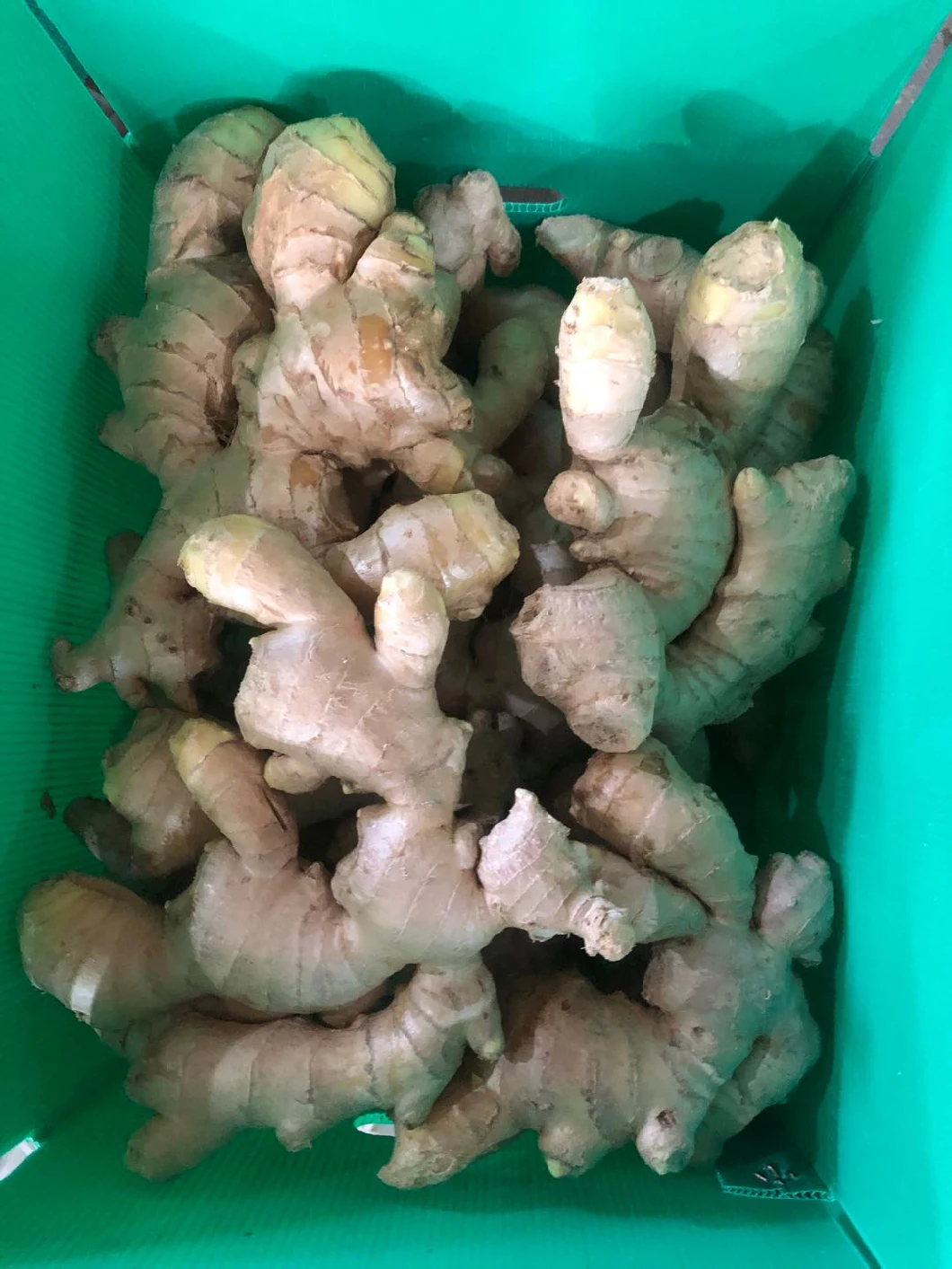 Best Quality Big Size Fresh Dry Ginger