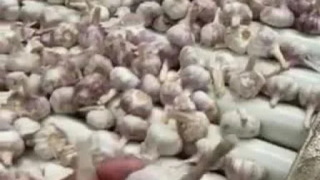 Nuovo raccolto di buon aglio bianco fresco cinese