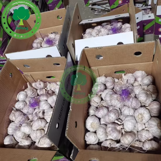 Aglio bianco fresco regolare di buona qualità