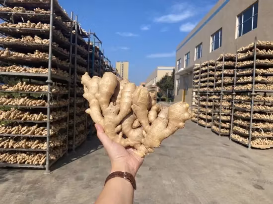 Alimenti biologici: zenzero fresco in piccoli sacchetti a rete.  Zenzero biologico Gengibre.  Zenzero verde fresco