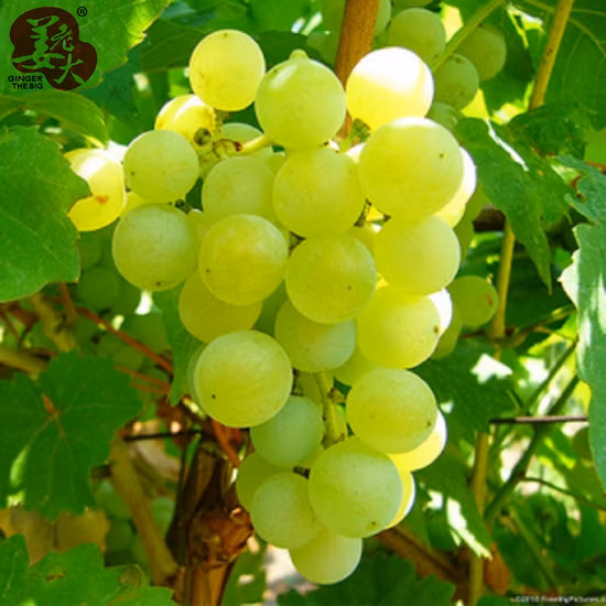Uva verde dolce e di alta qualità proveniente dallo Xinjiang