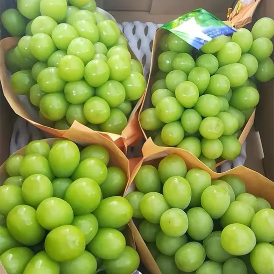 Uva rossa globale biologica fresca