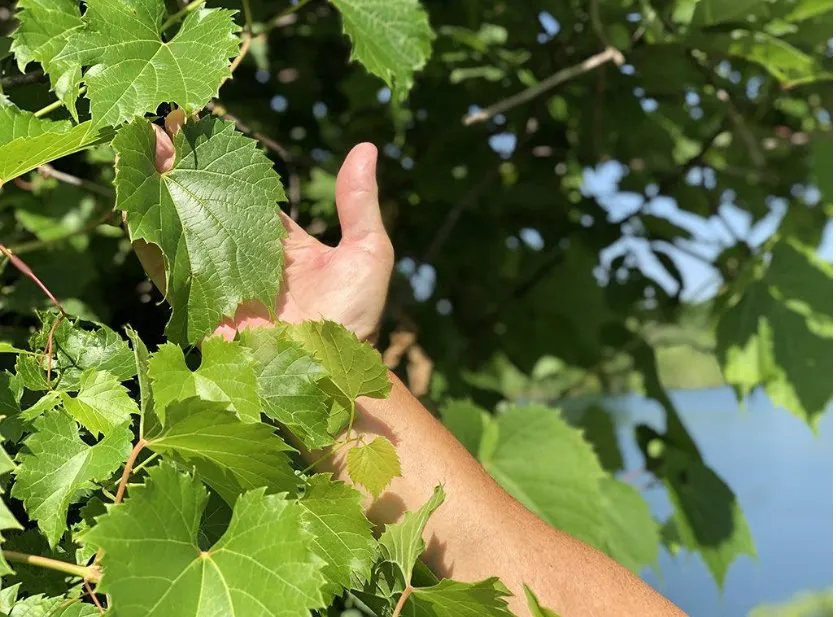 Foglie d'uva in botti di plastica in salamoia