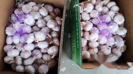 Nuovo Shandong all'ingrosso buon prezzo esportazione Solo puro sbucciato fresco essiccato aglio disidratato normale / super bianco