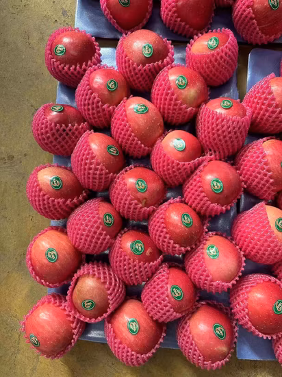 Mela FUJI fresca del nuovo raccolto con imballaggio in cartone