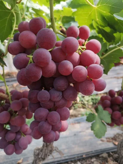 Fornitura professionale di uva viola non deperibile per la vendita all'ingrosso