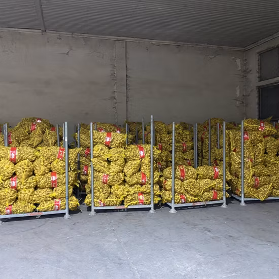 Fornitore di zenzero fresco in Cina di verdure fresche allo zenzero essiccato all'aria di alta qualità