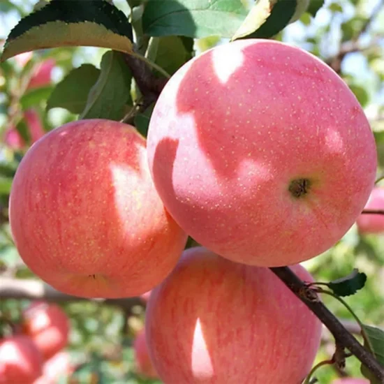 Frutta di mela naturale, frutta di mela fresca FUJI rossa fresca sfusa dalla Cina