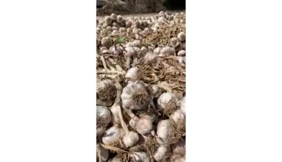 2021 Cina nuovo aglio fresco 4,5 cm, 5,0 cm, 5,5 cm, 6,0 cm, 6,5 cm, 7,0 cm, confezione 3 pezzi, 4 pezzi, 5 pezzi, 6 pezzi, 7 pezzi, 500 g, 1 kg, 3 kg, 5 kg, 10 kg per sacchetto/scatola in rete, il più alto qualità, prezzo più basso
