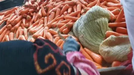 Nuovo raccolto, carota cinese fresca, carota rossa