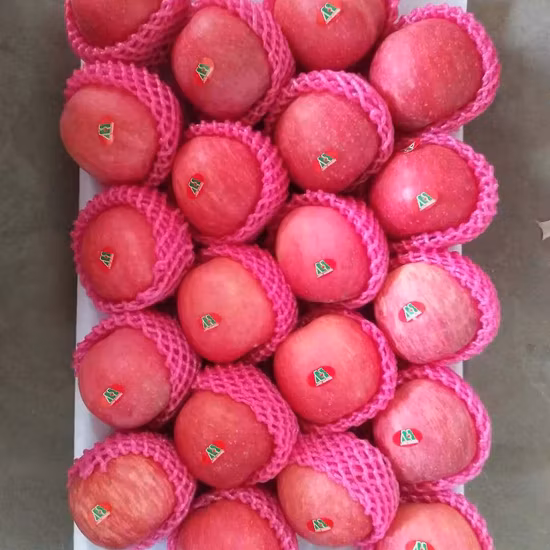 Nuovo raccolto in vendita Mele fresche FUJI