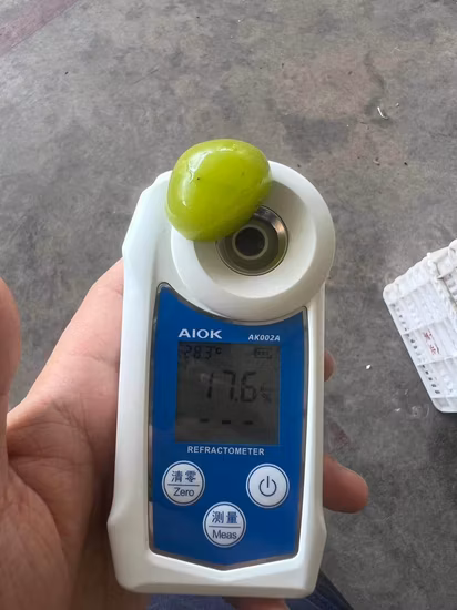 Uva verde fresca al sole naturale al 100% all'ingrosso